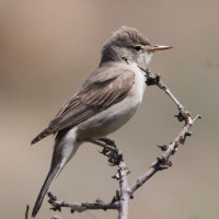 Upcher's Warbler